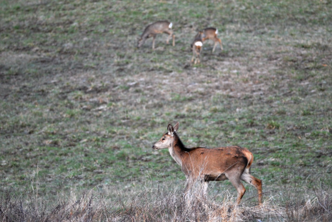 PASSIONE PER IL CERVO